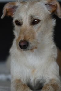 Hundesalon Golden Galerie Hund schaut in die Ferne Haslach im Kinzigtal, Ortenau nähe zu Offenburg und Elztal