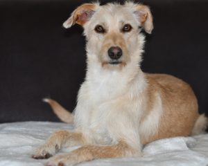 Mischlingshund Alma sitzt auf einer Decke und schaut mit festem Blick geradeaus