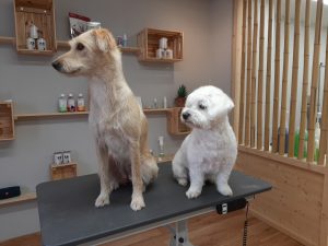 Alma und Havaneser präsentieren sich nach einem Kurzhaarschnitt mit Schere im Hundesalon Golden in Haslach i.K. mittleres Kinzigtal, Nähe Biberach, Gengenbach