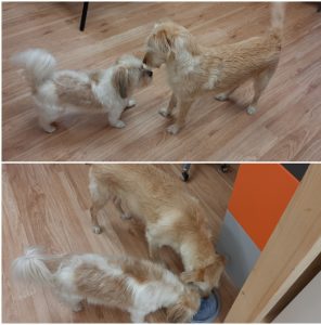 Alma und Mischlingshund beschnuppern sich nach der Fellpflege und fressen aus einem Napf im Hundesalon Golden in Haslach im Kinzigtal