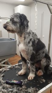 Altdeutscher Hütehund getrimmt und geschnitten im Hundesalon Golden in Haslach im Kinzigtal, Ortenaukreis