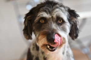 Altdeutscher Hütehund leckt sich die Schnauze Bilder Galerie Hundesalon Golden in Haslach im Kinzigtal, in der Nähe zu Gengenbach, Biberach, Wolfach und Schiltach