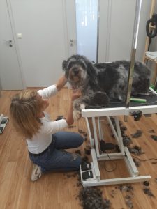 Groomerin Rita Schwendemann bürset die Unterhaare aus, eine haarige Angelegenheit in ihrem Hundesalon in Haslach i.K.