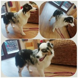 Nach Bad und Fönen einem Australien Shepherd die Unterwolle ausgebürstet, Hundesalon Golden im Kinzigtal