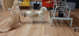 Warten auf den Termin im Hundesalon Golden: Schneiden, Trimmen, Kämmen und Bürsten auf natürliche Art.