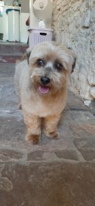 Schöne Bolonka mit der Schere geschnitten im Hundesalon Golden im Kinzigtal