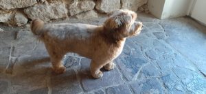 Bolonka nach der Fellpflege