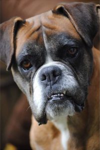 Boxer schaut knurrig drein, Kunde im Hundesalon Golden