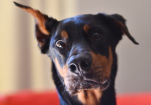 Charakterbild eines Dobermann mit hängendem Ohr, ein vierbeiniger Kunde im Hundesalon Golden in Haslach im Kinzigtal, Nähe Offenburg, Wolfach, Schiltach
