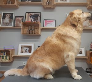 Golden Retriever gebadet, gefönt und Unterwolle ausgebürstet, danach Kontur per Hand geschnitten Im Hundesalon in Haslach i.K. Nähe Lahr