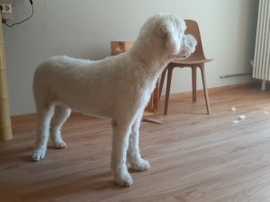 Schöner Goldendoodle nach Fellschur im Hundesalon Golden in Haslach i.K. Ortenaukreis, Nähe Hausach, Wolfach und Schiltach