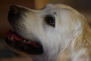 Golden Retriever mit treuem Blick