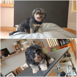 Havaneser bekommt einen neuen Look im Hundesalon Golden