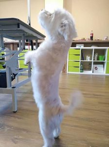 Was gibt es da oben, Männchen machen im Hundesalon Golden