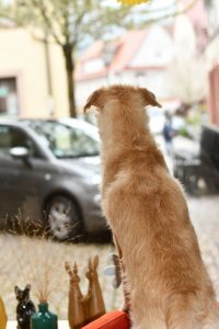 Hund schaut auf das Treiben vor dem Hundesalon Golden: hier wird ihr Hund auf natürliche Art gepflegt.