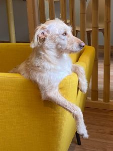 Hunde sitzt gelöst in einem Sessel im Hundesalon Golden in Haslach i.K. Nähe Gengenbach, Biberach, Lahr und Offenburg