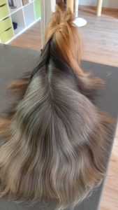 Langhaar Yorkshire Terrier gebadet und gefönt, danach gebürstet und Spitzen geschnitten im Hundesalon Golden in Haslach im Kinzigtal