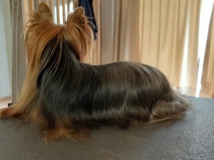 Langhaar Yorkshire Terrier zeigt den schönen Rücken im Hundesalon Golden in Haslach im Kinzigtal, nur 20 Minuten entfernt zum Elztal