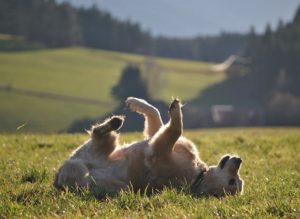 Golden Retriever wälzt sich auf der Wiese im Gras irgendwo auf einer Wiese im Kinzigtal im Ortenaukreis, Baden-Württemberg