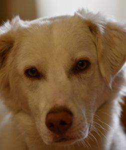 Maremanomischling mit ernstem Blick nach der Pflege im Hundesalon Golden in Haslach im Kinzigtal