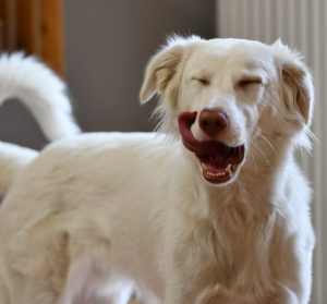 wunderschöner Maremanomischling schleckt sich mit der Zunge das Fell nach dem Besuch des Hundesalons Golden und wurde gebadet, getrimmt und geschoren.