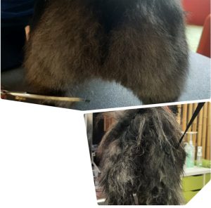 Vor/Nach Bild von Mischlingshund: entfilzt und danach in Form geschnitten: Hundesalon Golden im Ortenaukreis