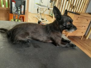 Mischling mit Hand getrimmt