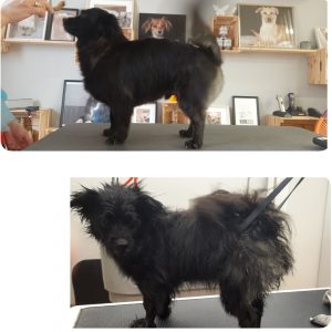 Vor/nach Bild eines Mischlings, dieser wurde entfilzt, Unterhaar ausgebürstet und eine Hundefrisur per Hand geschnitten, Hundesalon Golden in Haslach i.k.