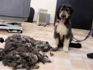 Rumänischer Mischlingshund gebadet und gefönt und danach die Unterwolle ausgebürstet beim Tierfriseur in Haslach i.K. Kinzigtal, Nähe Offenburg