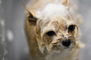 Hund wird gebadet im Hundesalon Golden in Haslach i.K., Ortenaukreis, BaWü