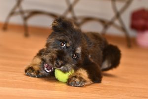 Mischlingshund spielt mit dem Ball im Hudesalon Golden in Haslach i.K in der Nähe von Offenburg und Elzach - Elztal