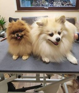 Zwerg- und Mittelspitz vor der Pflege beim Tierfriseur in Haslach i.k., Kinzigtal