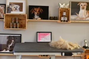 Blick auf Galerie nach Hundesrasur im Hundesalon Golden in Haslach, Ortenau, unweit dem Elztal