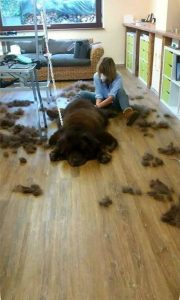 Fellpflege beim Hundefriseur in Haslach im Kinzigtal, Ortenau