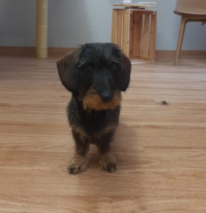 Rauhaardackel präsentiert sich nach der Pflege beim Hundefriseur in Haslach i.k., Nähe Offenburg.