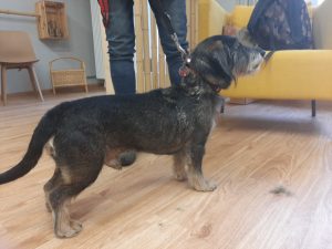 Rauhaardackel nach der Fellpflege im Hundesalon Golden in Haslach, Ortenaukreis, Kinzigtal