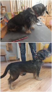 Rauhaardackel mit Hand getrimmt: vorher, nachher, Tierfriseur in Haslach im Kinzigtal, Ortenaukreis