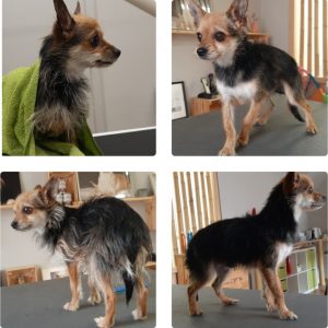 Rehpinscher mit Hand getrimmt im Hundesalon Golden in Haslach i.k.