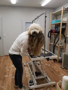 Groomerin bürstet Unterhaar eines Goldendoodle im Hundesalon Golden aus, Haslach im Kinzigtal, Nähe Offenburg, Elzach
