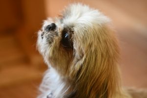 Hundesalon Golden Bilder Galerie Shih Tzu schaut nach oben