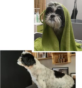 Shih Tzu gebadet, gefönt und Hundehaare mit Schere geschnitten