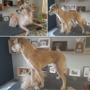 Im Hundesalon Golden in Haslach im Kinzigtal Terrier-Mischling mit Hand gezupft, Salon Nähe Offenburg, Gengenbach und Elztal