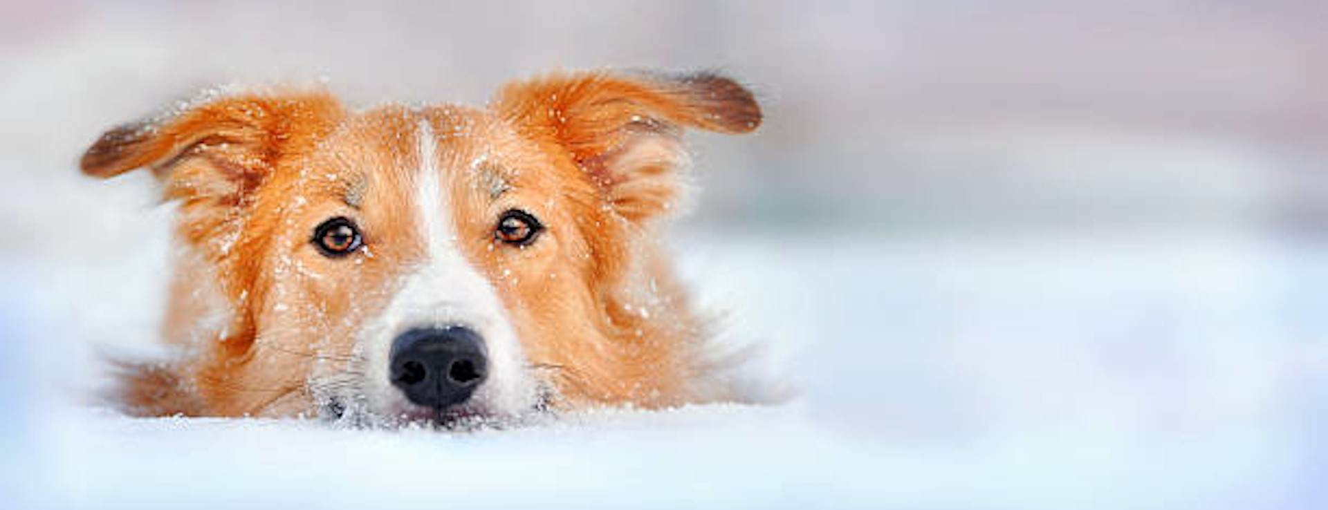 Roter Border Collie liegend im Schnee, Hundesalon Golden, Kinzigtal