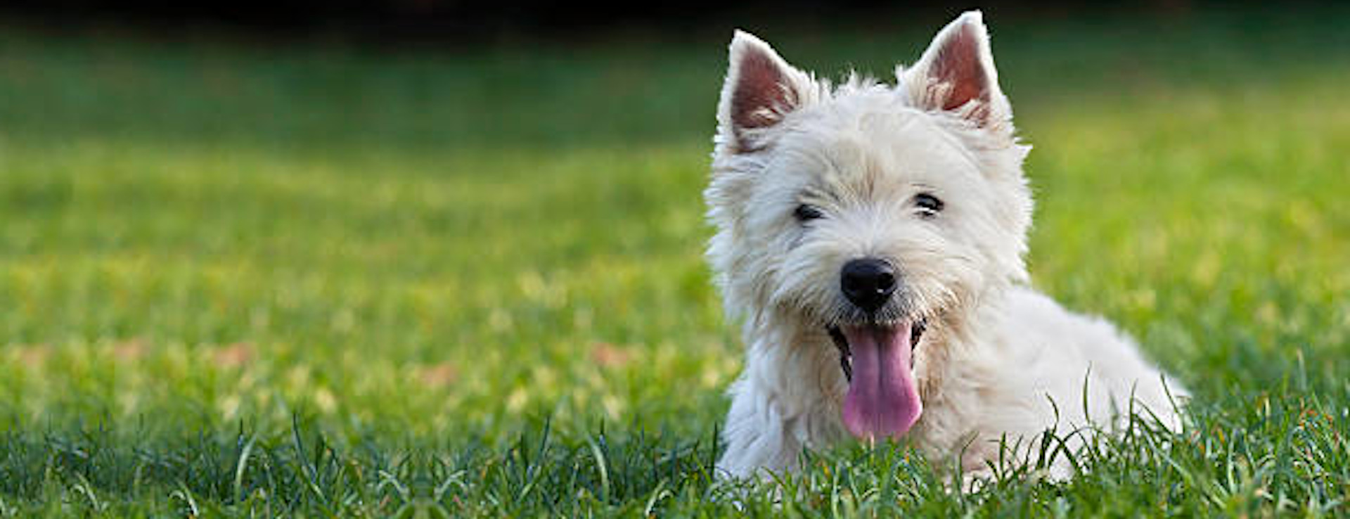 lustiger Terrier, der im Gras liegt, Hundesalon Golden, Haslach im Kinzigtal, Ortenaukreis