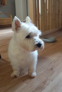 Weißer Westie mit Hand getrimmt im Hundesalon Golden in Haslach i.K.