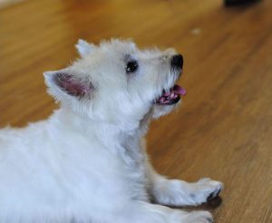 Westie mit Hand getrimmt im Hundesalon in Haslach im Kinzigtal, Ortenaukreis