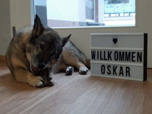 Willkommen im Hundesalon Golden in Haslach im Kinzigtal, Nähe Offenburg