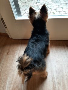 Im Hundesalon Golden in Haslach im Kinzigtal Yorkshire Terrier Hundefrisur mit der Schere geschnitten