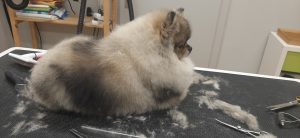 Hundesalon Golden, Haslach im Kinzigtal, Ortenau nähe zu Offenburg und Elztal, bei Pomeranian Hundefrisur in Form geschnitten